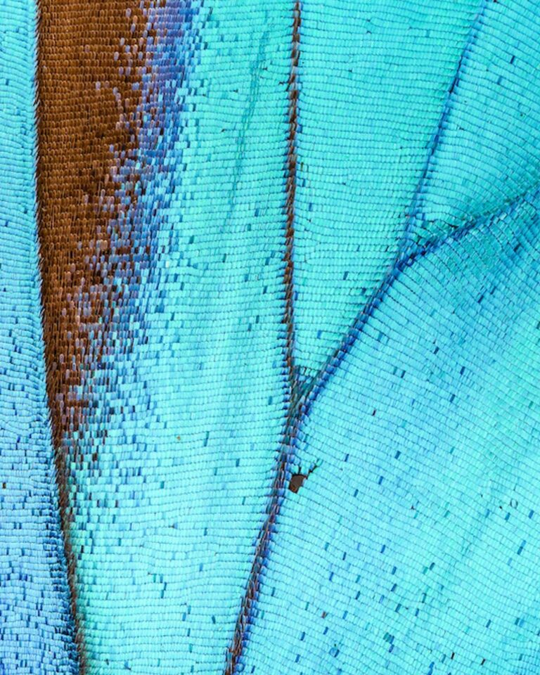 Discovery Image