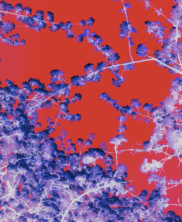 Discovery Image